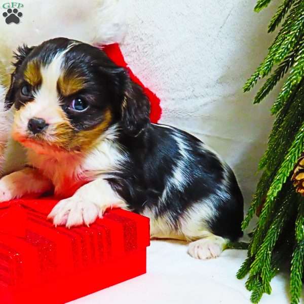 Peppermint, Cavalier King Charles Spaniel Puppy