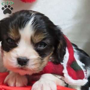 Peppermint, Cavalier King Charles Spaniel Puppy