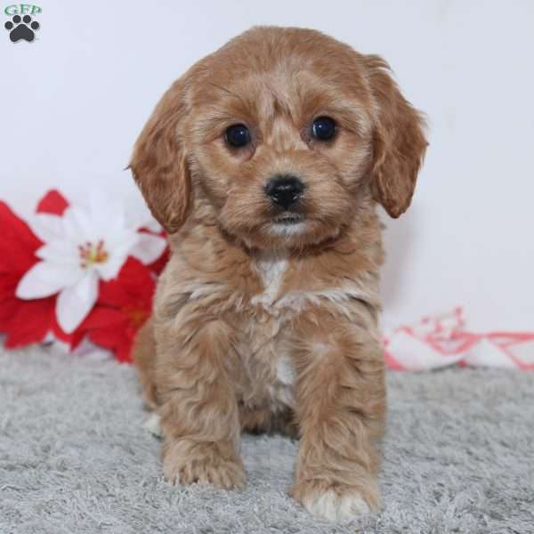 Ginger, Cockapoo Puppy