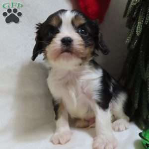 Peppermint, Cavalier King Charles Spaniel Puppy