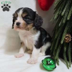 Peppermint, Cavalier King Charles Spaniel Puppy