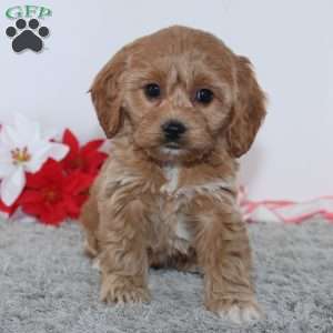 Ginger, Cockapoo Puppy