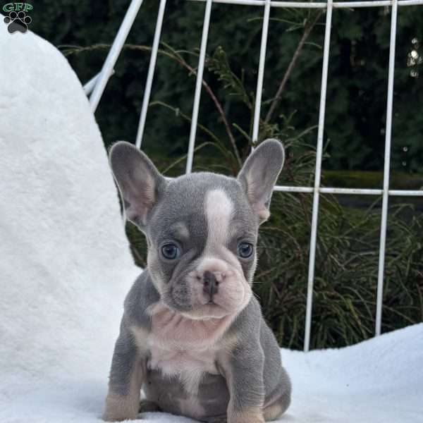Gypsy, French Bulldog Puppy