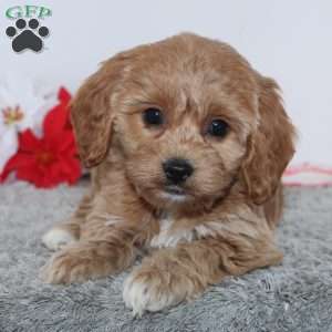 Ginger, Cockapoo Puppy