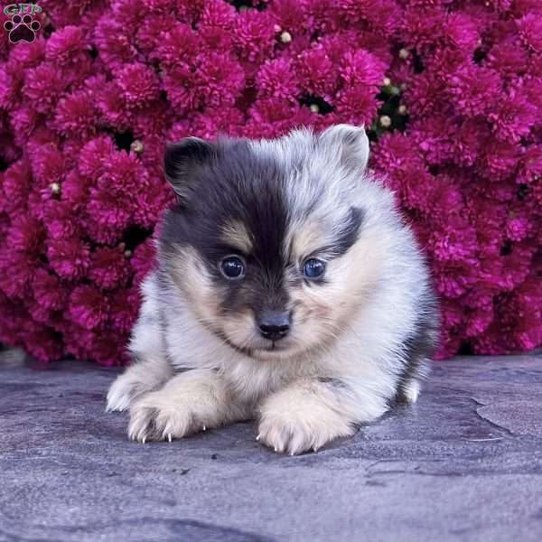 Sugar, Pomeranian Puppy