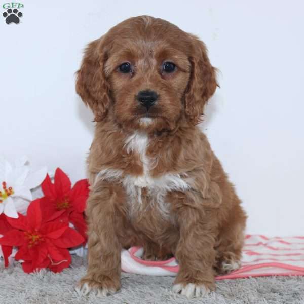Gertrude, Cockapoo Puppy