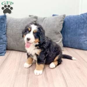 Bella, Bernese Mountain Dog Puppy