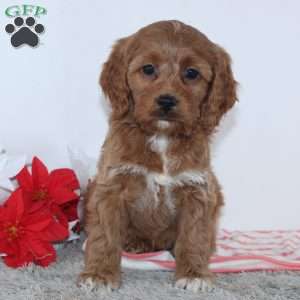 Gertrude, Cockapoo Puppy