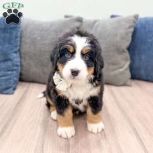 Bella, Bernese Mountain Dog Puppy