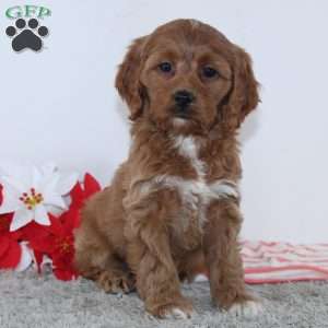 Gertrude, Cockapoo Puppy