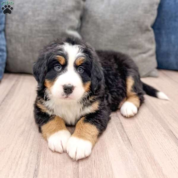 Bella, Bernese Mountain Dog Puppy