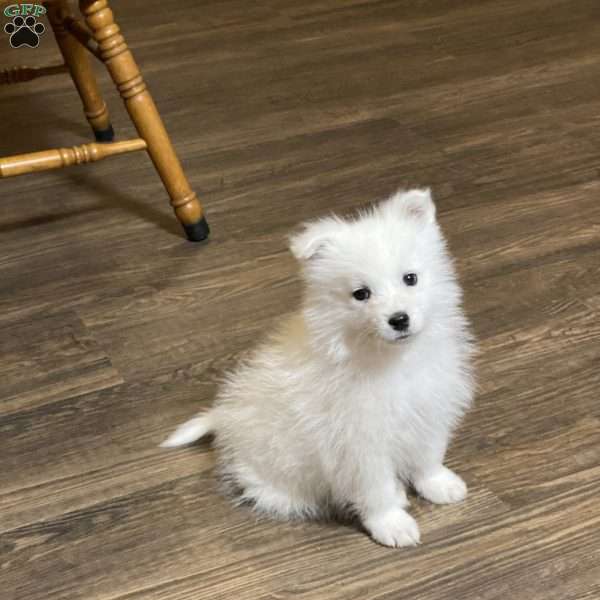 Ridge, Samoyed Puppy