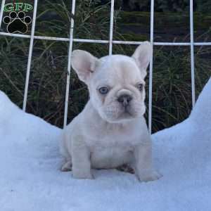 Milo, French Bulldog Puppy