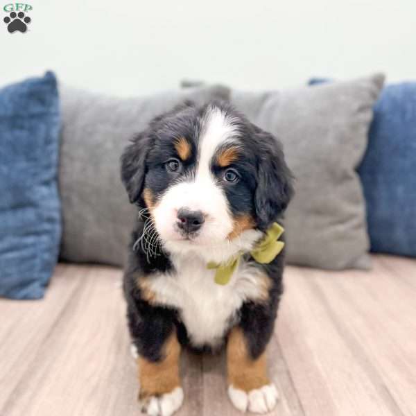 Skye, Bernese Mountain Dog Puppy