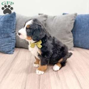 Skye, Bernese Mountain Dog Puppy