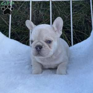 Milo, French Bulldog Puppy