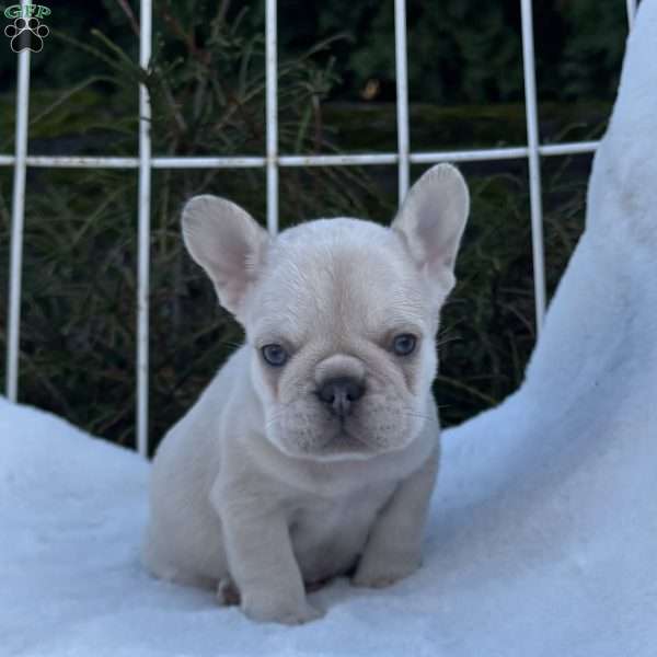 Milo, French Bulldog Puppy