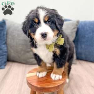 Skye, Bernese Mountain Dog Puppy