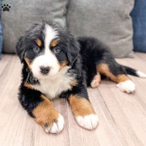 Skye, Bernese Mountain Dog Puppy