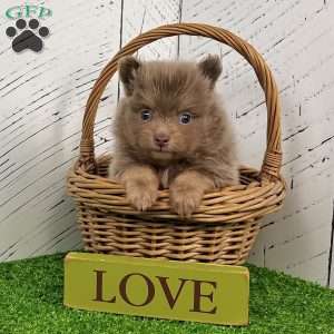 Spunky, Pomeranian Puppy