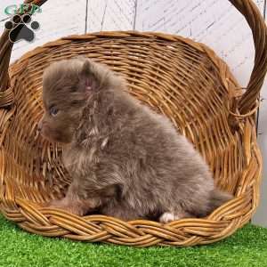 Spunky, Pomeranian Puppy