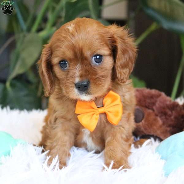 Casper, Cavalier King Charles Spaniel Puppy