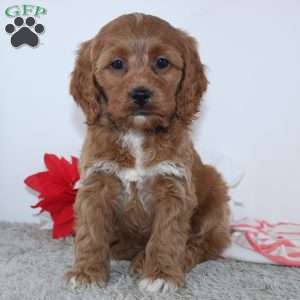 Gertrude, Cockapoo Puppy