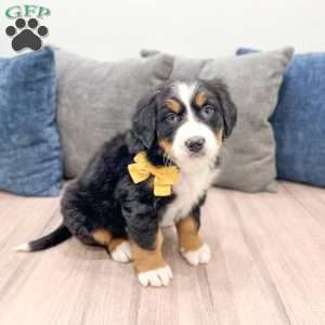September, Bernese Mountain Dog Puppy