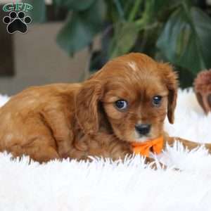 Casper, Cavalier King Charles Spaniel Puppy