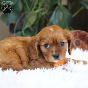 Casper, Cavalier King Charles Spaniel Puppy