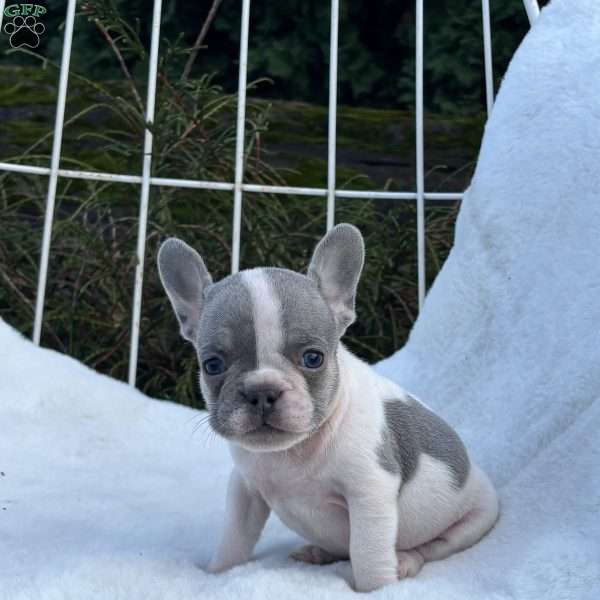Gala, French Bulldog Puppy
