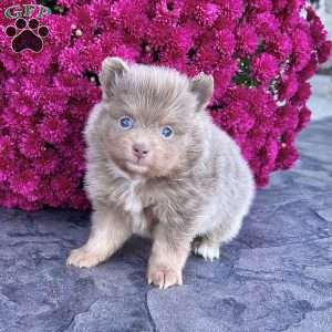 Spunky, Pomeranian Puppy