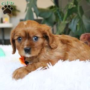 Casper, Cavalier King Charles Spaniel Puppy