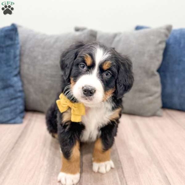 September, Bernese Mountain Dog Puppy
