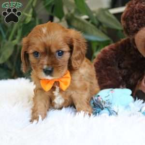 Casper, Cavalier King Charles Spaniel Puppy