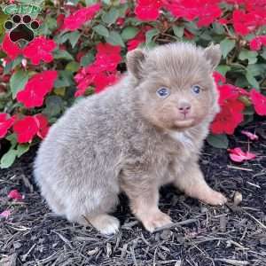 Spunky, Pomeranian Puppy