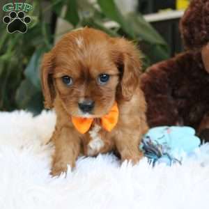 Casper, Cavalier King Charles Spaniel Puppy