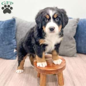 September, Bernese Mountain Dog Puppy
