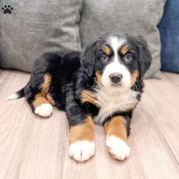 September, Bernese Mountain Dog Puppy