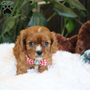 Conrad, Cavalier King Charles Spaniel Puppy
