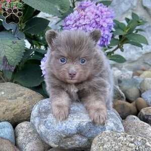 Spunky, Pomeranian Puppy