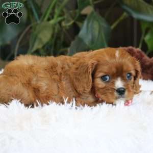 Conrad, Cavalier King Charles Spaniel Puppy