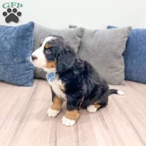 River, Bernese Mountain Dog Puppy