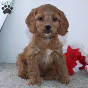 Geneva, Cockapoo Puppy