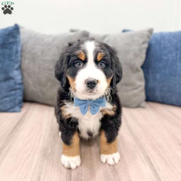 River, Bernese Mountain Dog Puppy