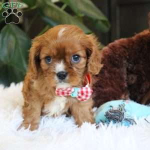 Conrad, Cavalier King Charles Spaniel Puppy