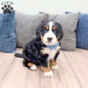 River, Bernese Mountain Dog Puppy