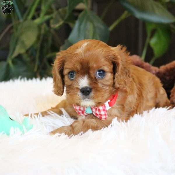 Conrad, Cavalier King Charles Spaniel Puppy
