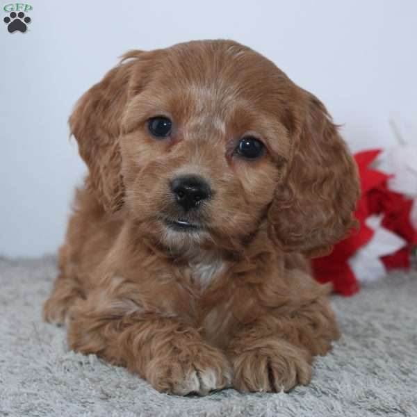 Geneva, Cockapoo Puppy