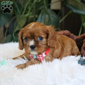 Conrad, Cavalier King Charles Spaniel Puppy